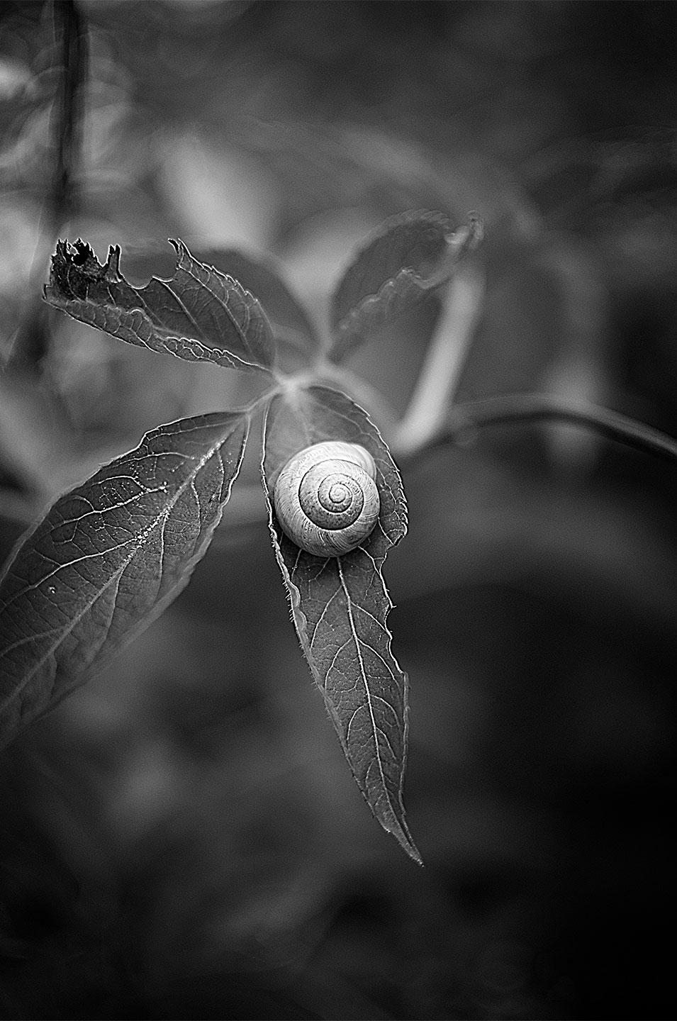 Snail   Af   Henrik   Hansen