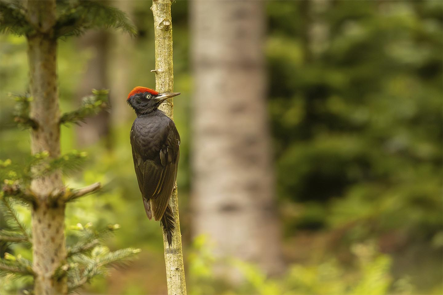 Sortspætte   I   Sin   Evige   Jagt   Pa   Cc   8a   Føde   Af   Msj   Natur   Foto