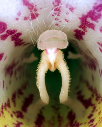 Streptocarpus   Af   Pauline   Snoeijs