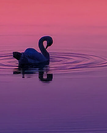 Svane   I   Pink   Solnedgang   Af   Fotos   By   Srose