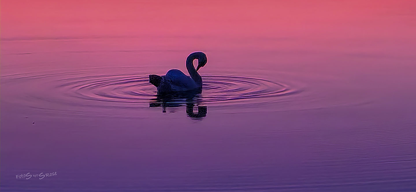 Svane   I   Pink   Solnedgang   Af   Fotos   By   Srose