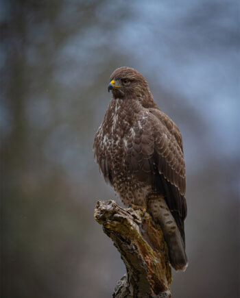 The   Buzzard   Af   Daniel   Faisst