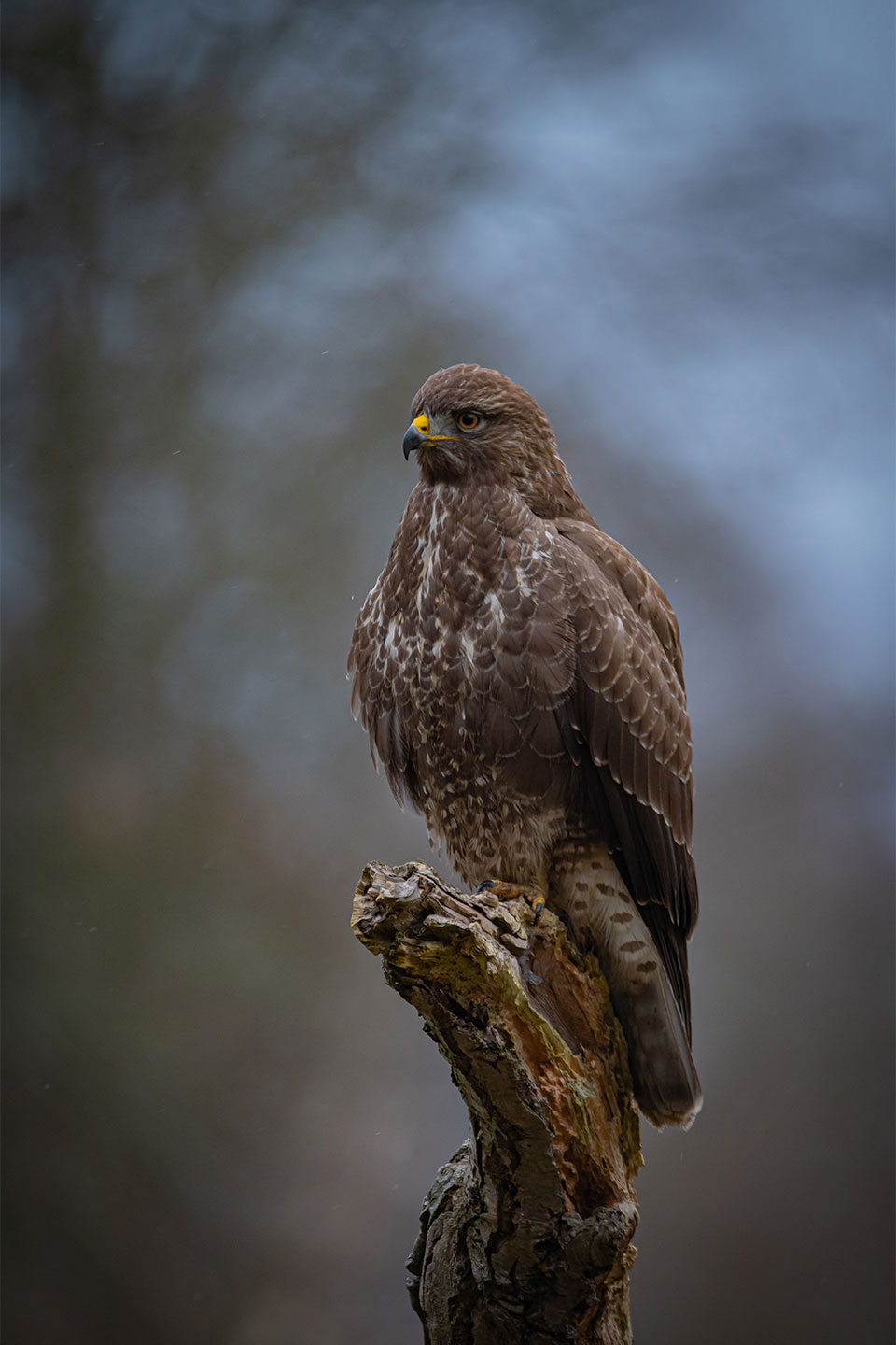 The   Buzzard   Af   Daniel   Faisst
