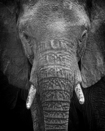 The   Intense   Gaze   Of   An   Elephant   Af   Rasmus   Gundorff   Sæderup