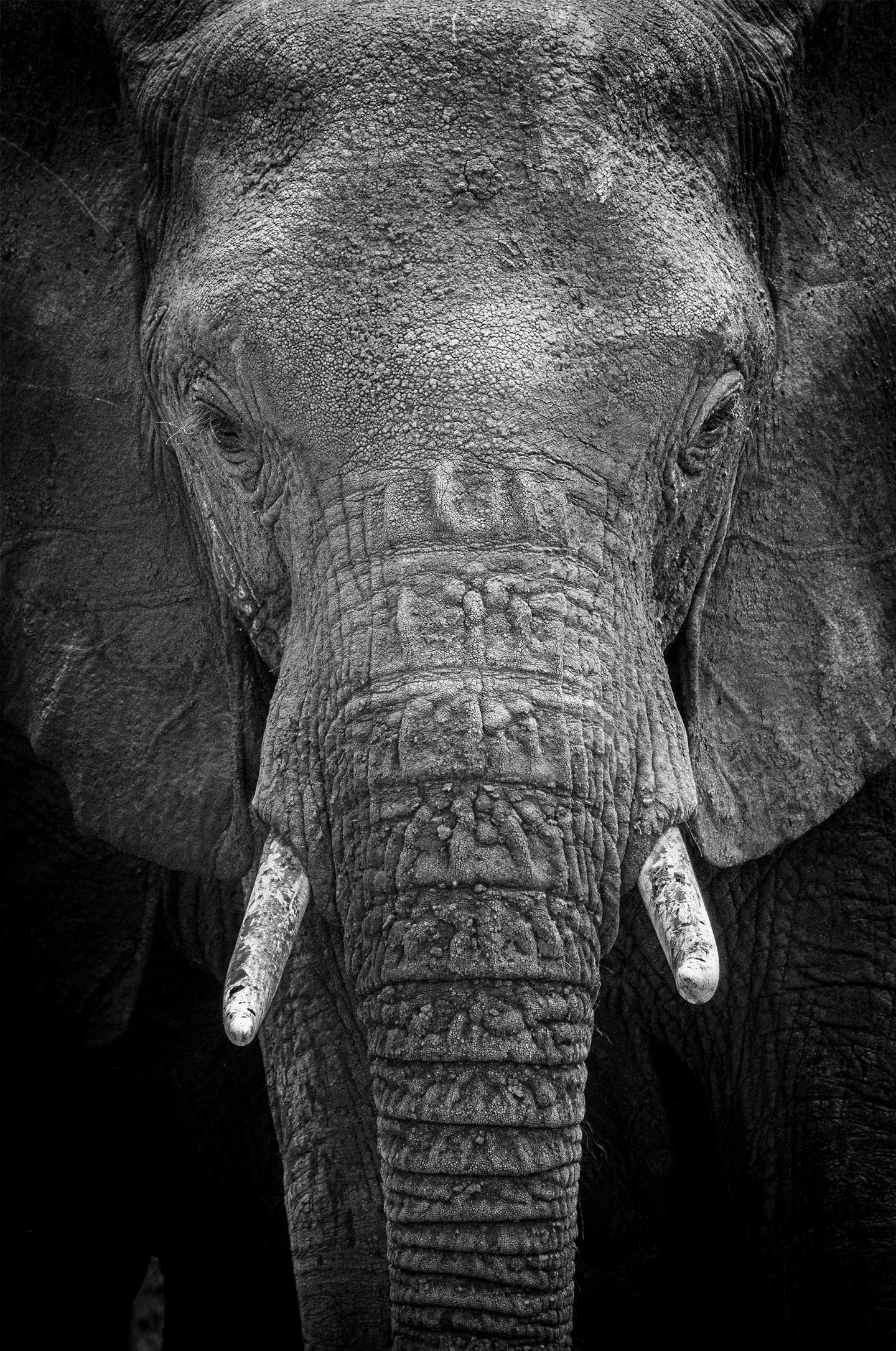 The   Intense   Gaze   Of   An   Elephant   Af   Rasmus   Gundorff   Sæderup