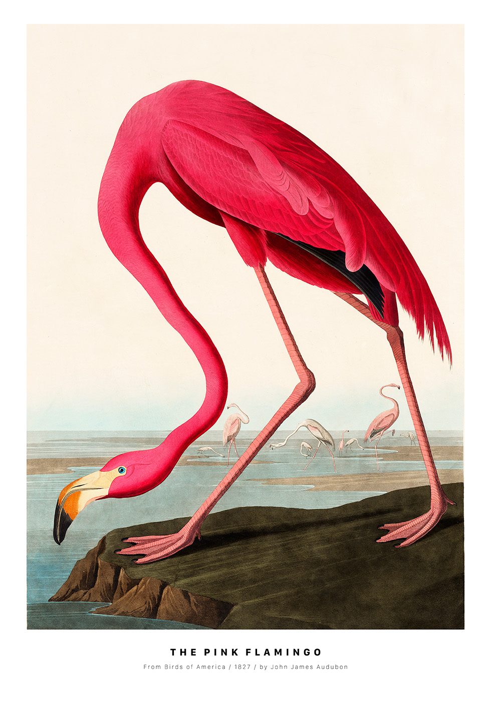 The   Pink   Flamingo   Af   Plakatwerket