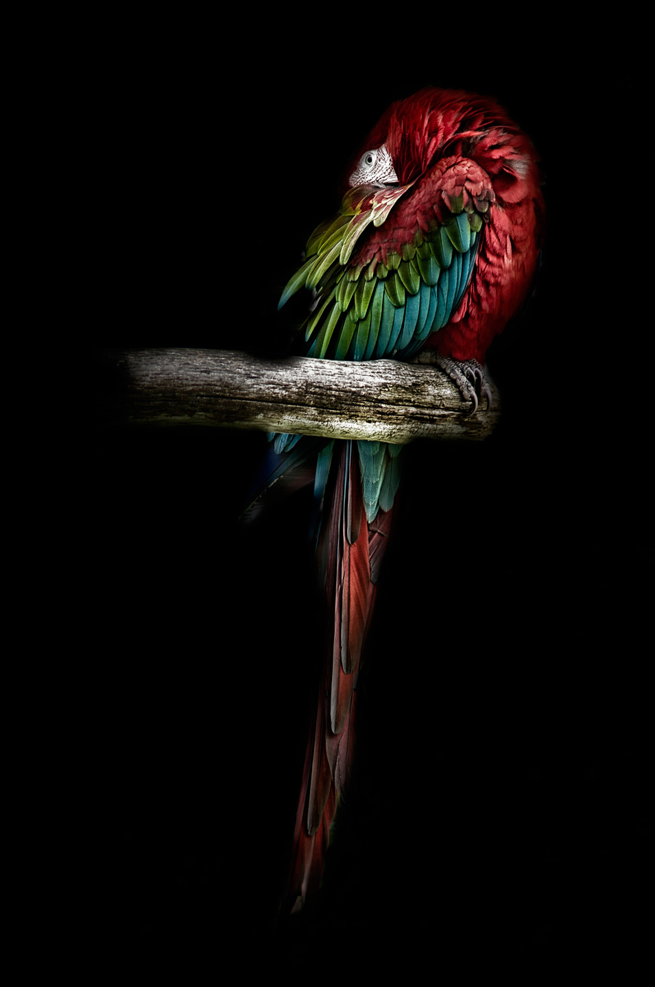 The   Red   Parrot   Af   Gustavo   Orensztajn