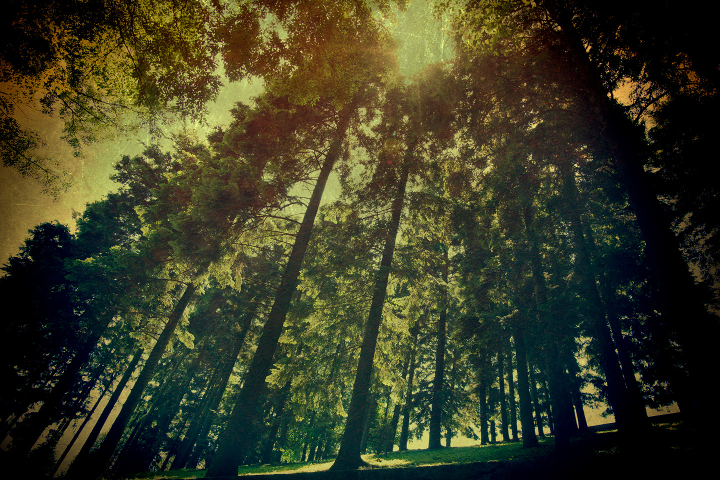 The   Wood   Af   Gustavo   Orensztajn