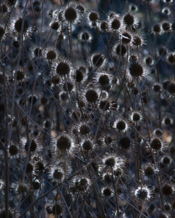 Thistle   Light   Af   Kirsten   Stigsgaard