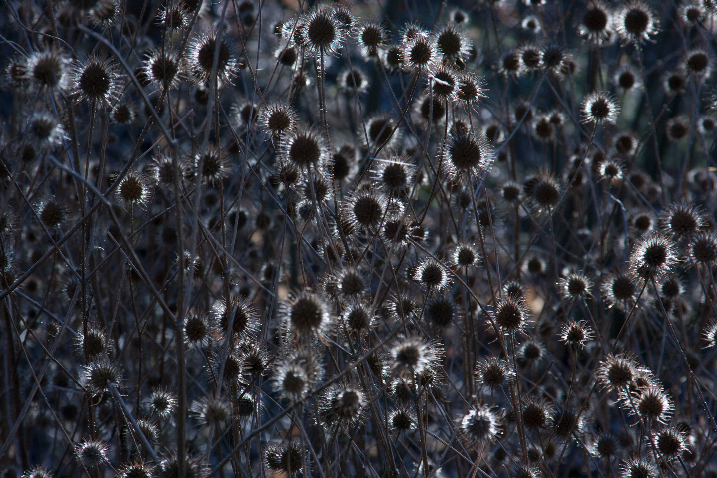Thistle   Light   Af   Kirsten   Stigsgaard