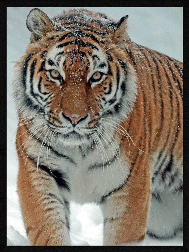 Tiger   I   Sneen   Plakat