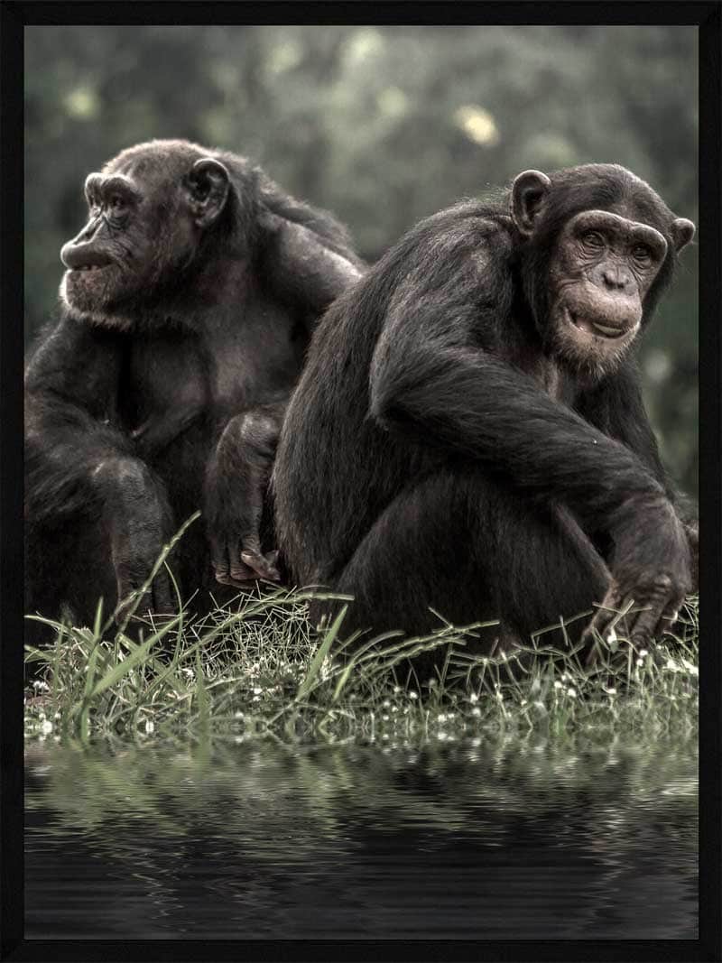 To   Chimpanser   I   Skov
