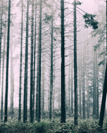 Trees1   Af   Henrik   Hansen