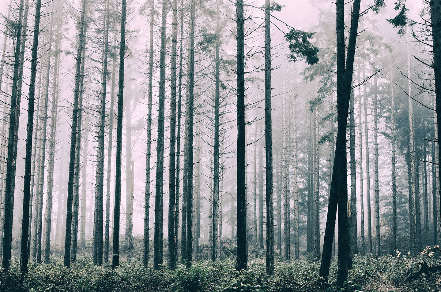 Trees1   Af   Henrik   Hansen
