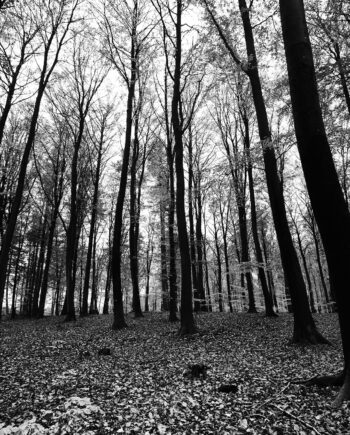 Trees   Af   Jakob   Evers