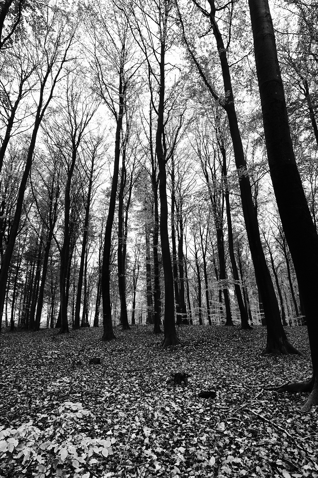 Trees   Af   Jakob   Evers