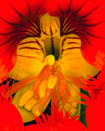 Tropaeolum   Af   Pauline   Snoeijs