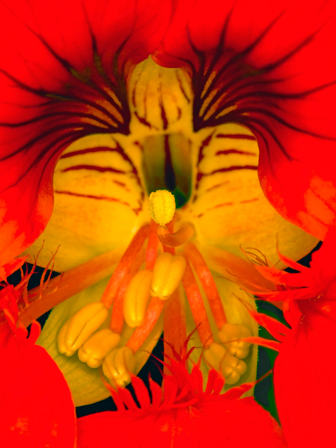 Tropaeolum   Af   Pauline   Snoeijs