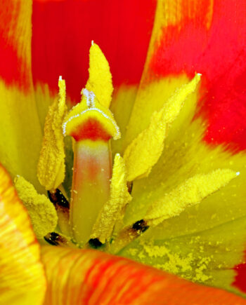 Tulipa       Af   Pauline   Snoeijs