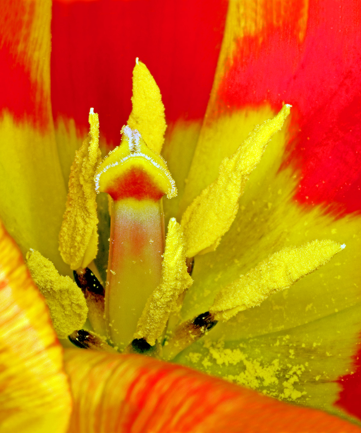 Tulipa       Af   Pauline   Snoeijs