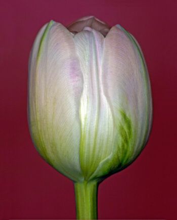 Tulipa       Af   Pauline   Snoeijs