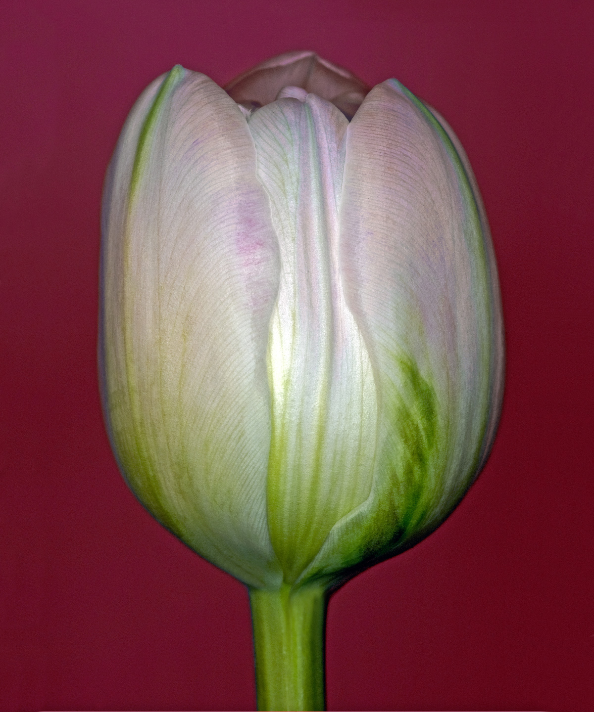 Tulipa       Af   Pauline   Snoeijs