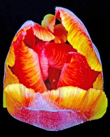 Tulipa       Af   Pauline   Snoeijs