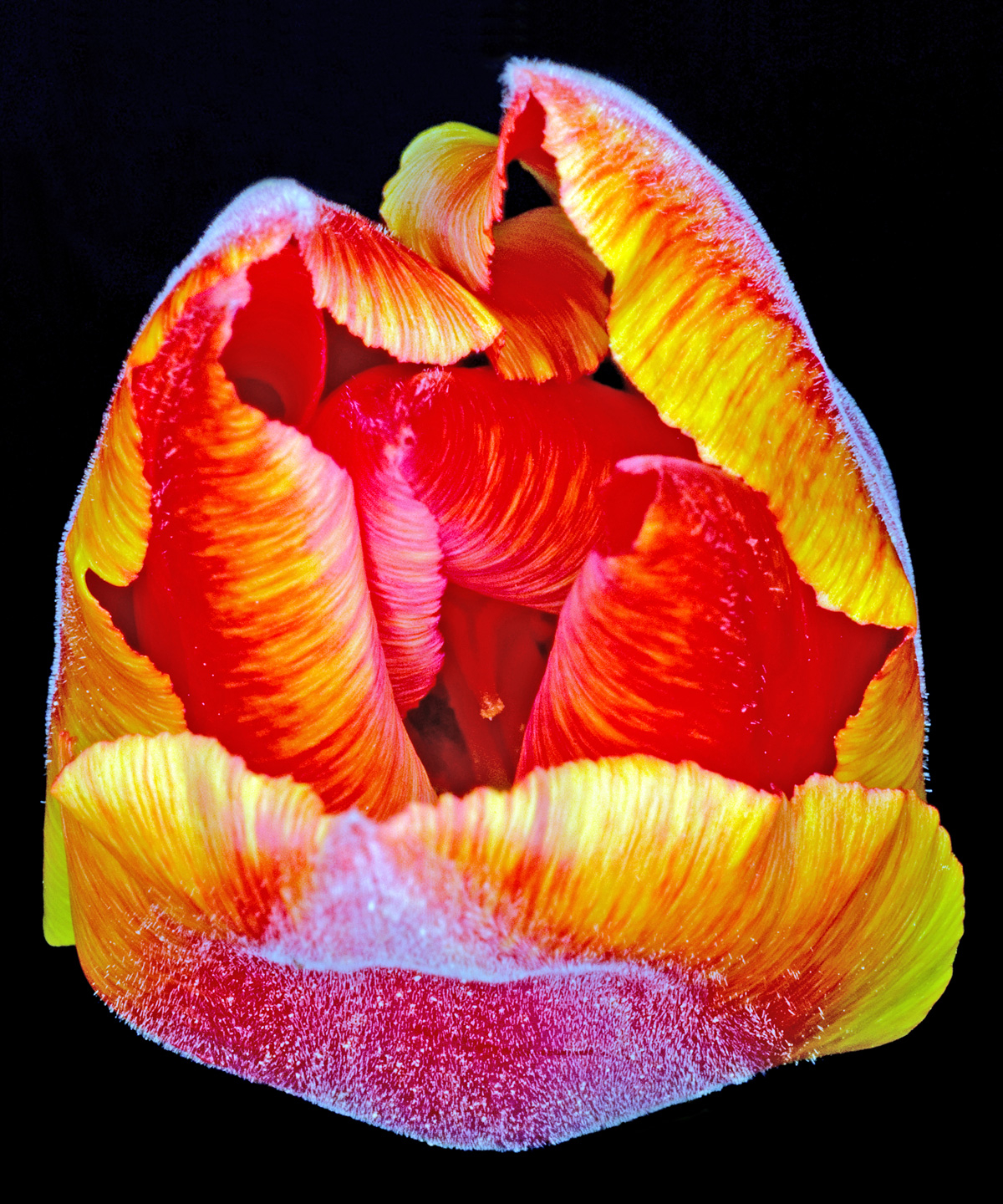 Tulipa       Af   Pauline   Snoeijs