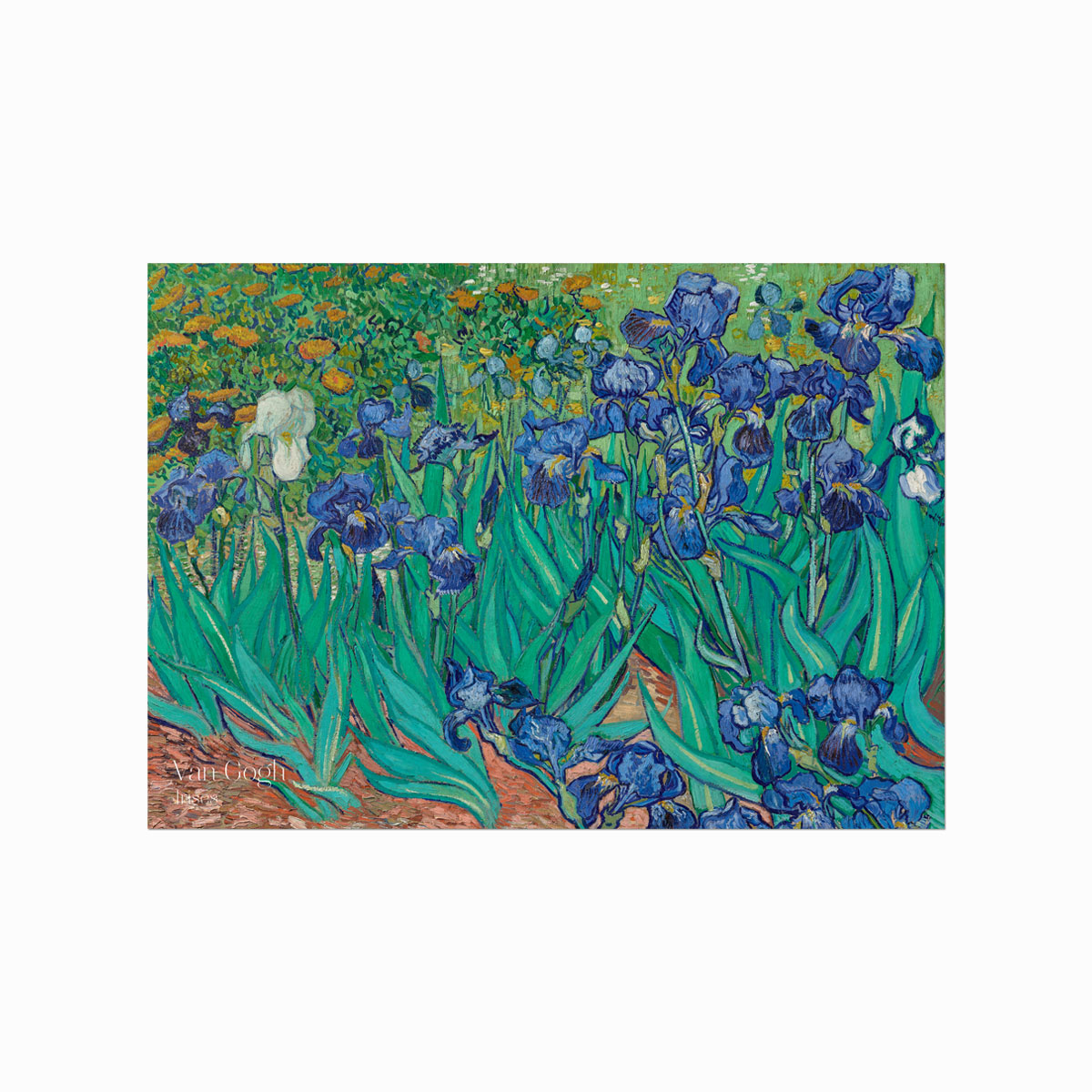 Van Gogh Plakat Irises