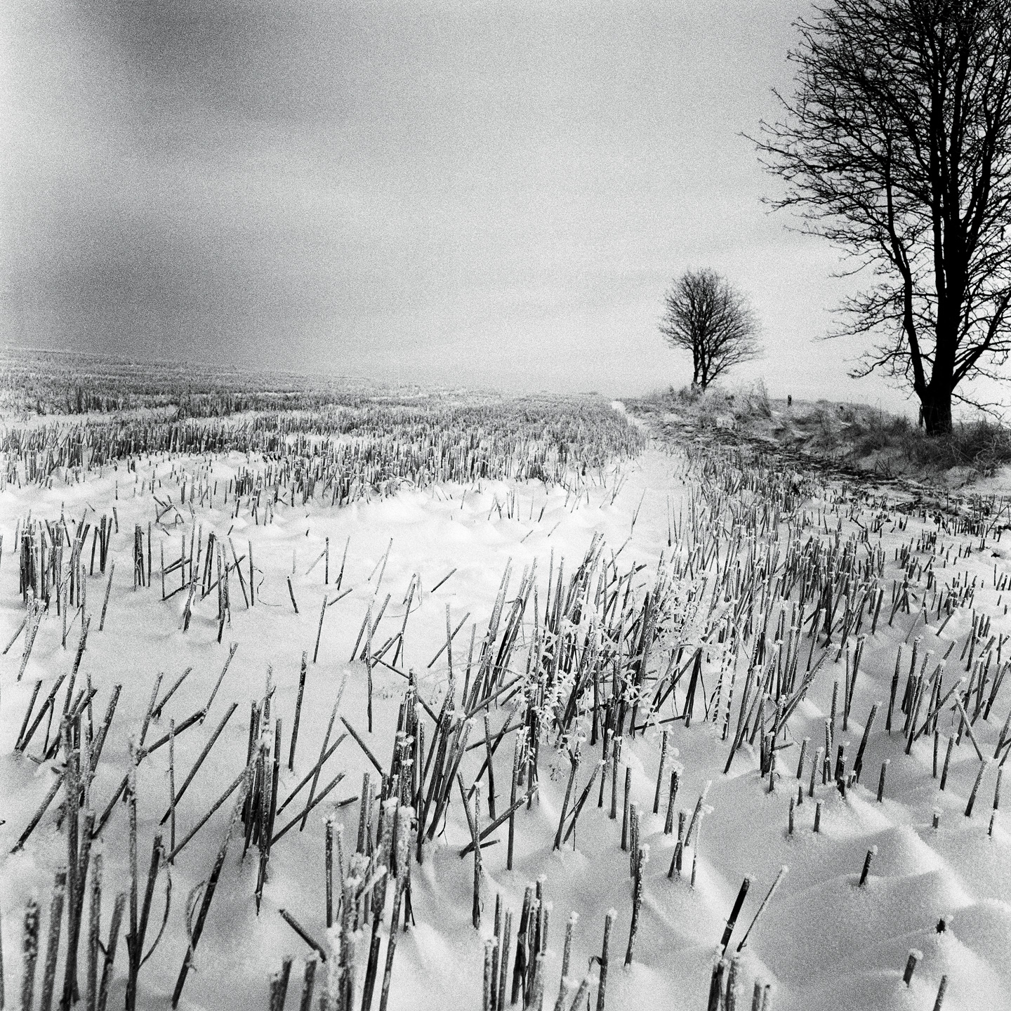 Vinter   Af   Ida   Schmidt