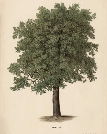 Walnut   Tree   Af   Vintage   Vista   Designs