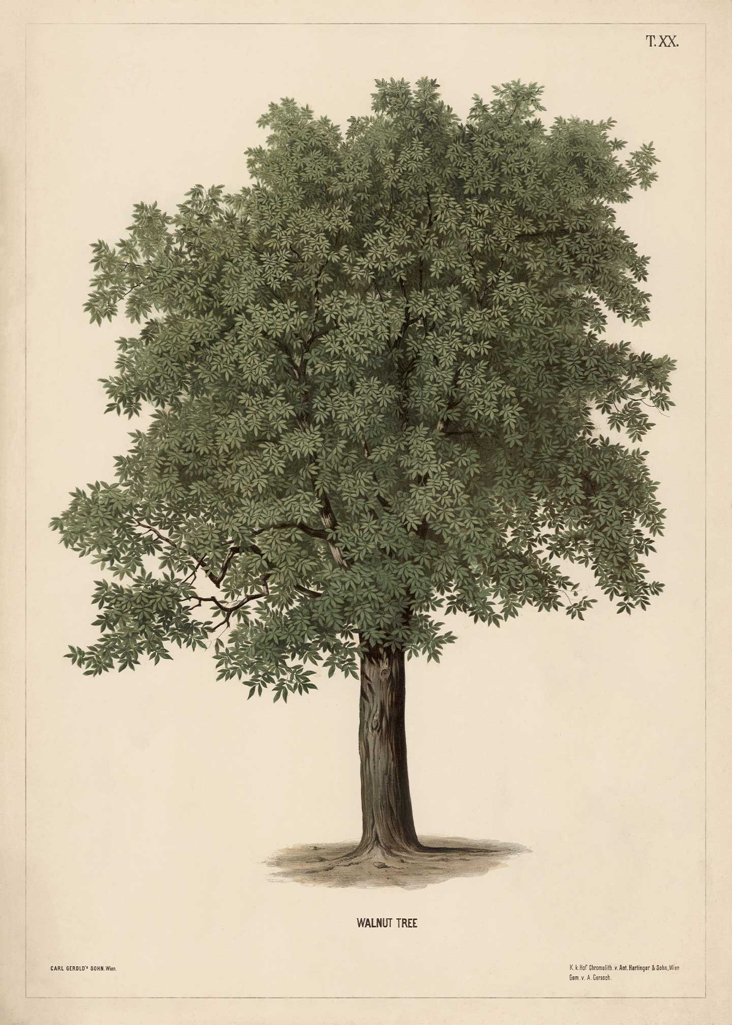 Walnut   Tree   Af   Vintage   Vista   Designs