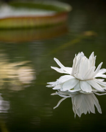Water   Flower   Af   Per   Sørensen