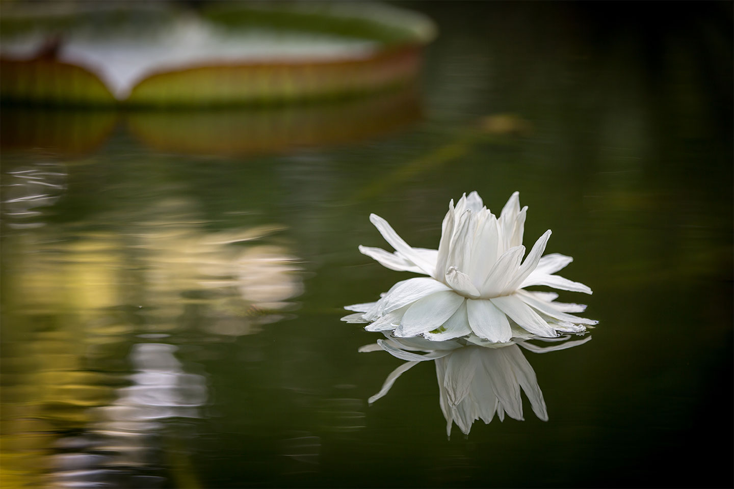 Water   Flower   Af   Per   Sørensen