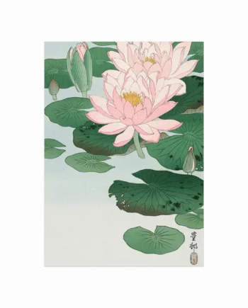 Water   Lily