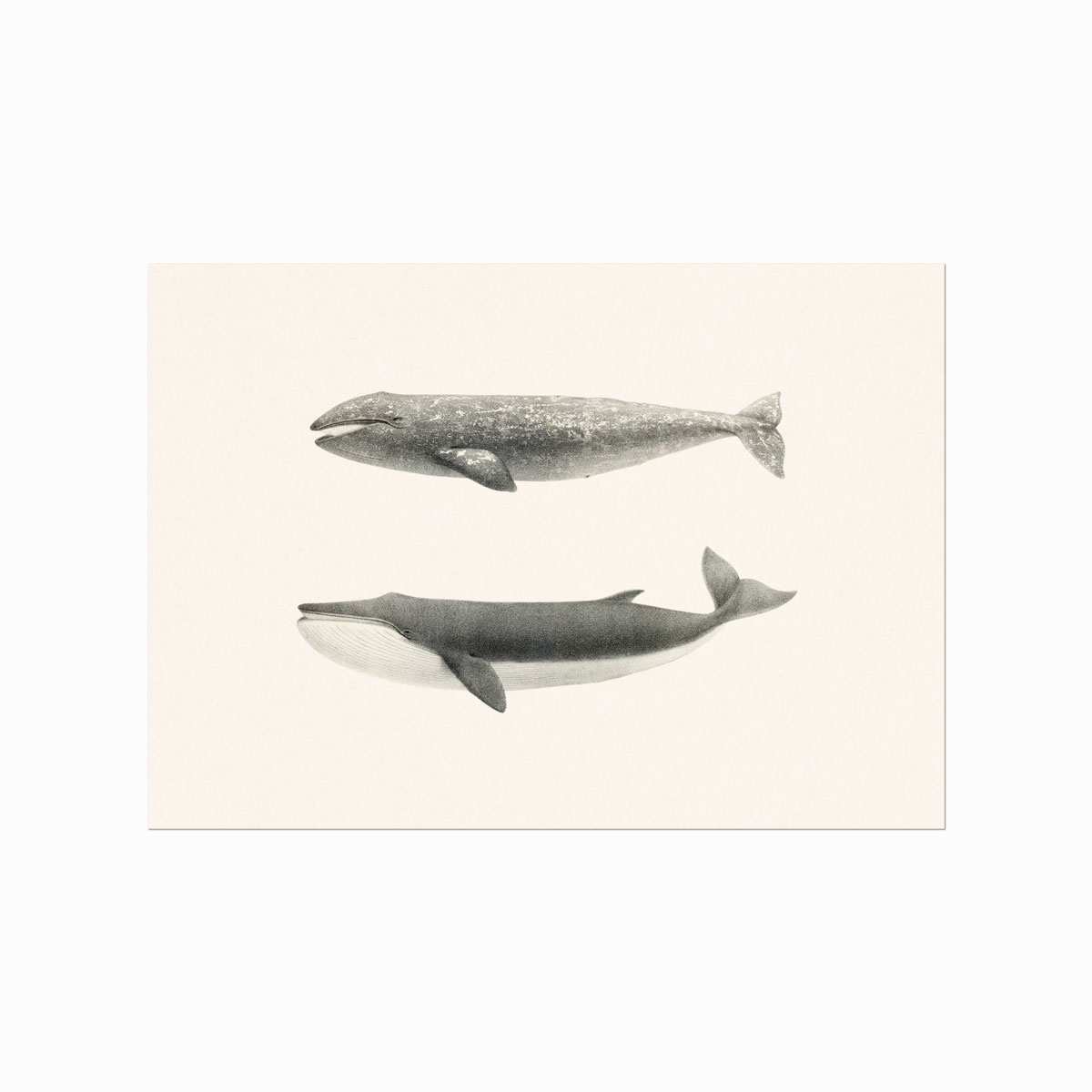 Whales   Of   Coastal   Nantucket
