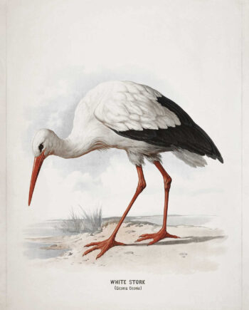 White   Stork   Af   Vintage   Vista   Designs