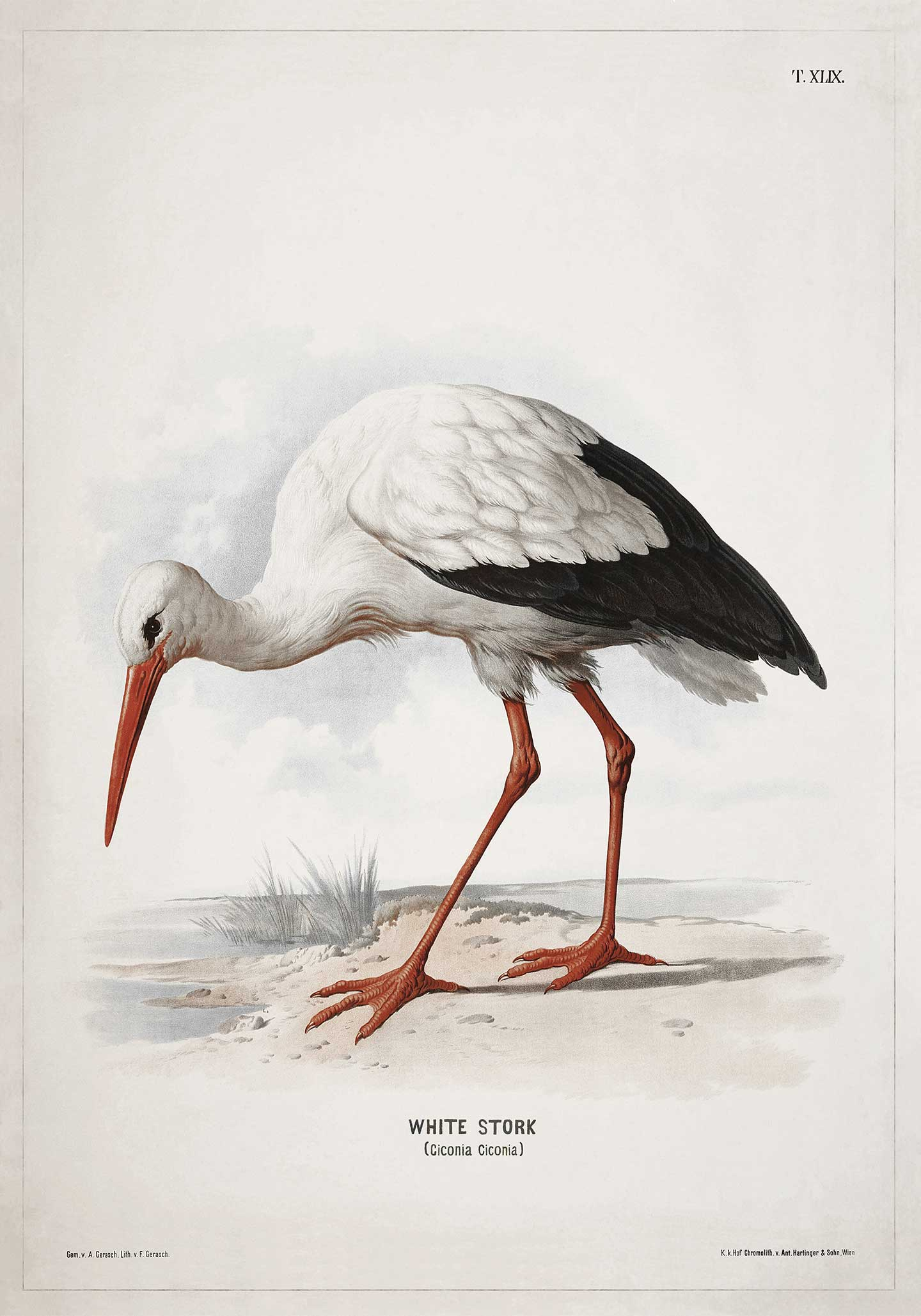 White   Stork   Af   Vintage   Vista   Designs