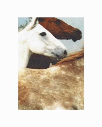 Wild   Horses