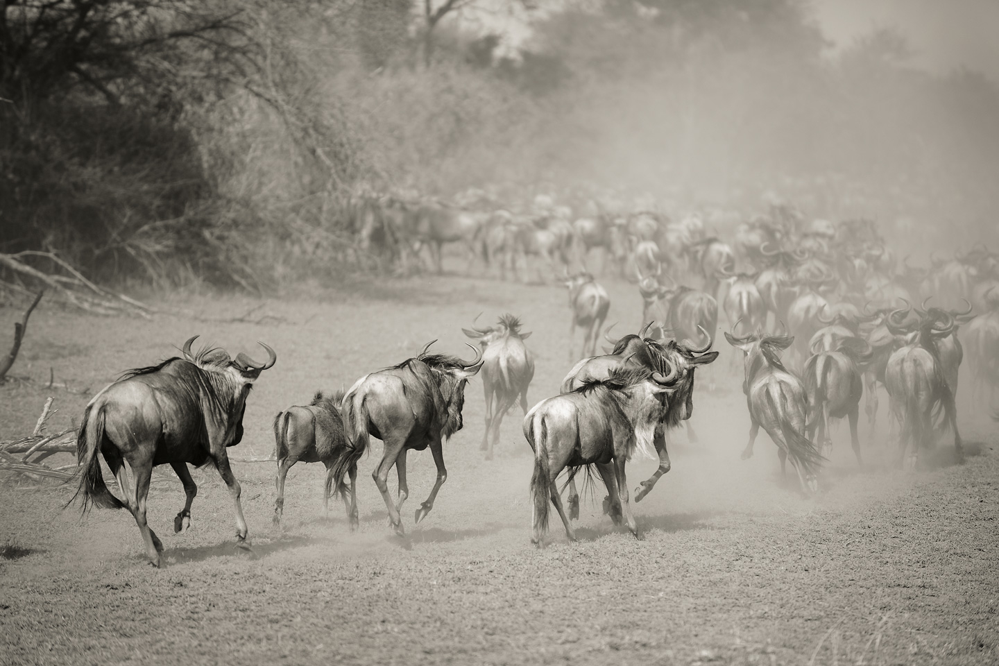Wilderbeest   In   Serengeti   Af   Julie   Aucoin