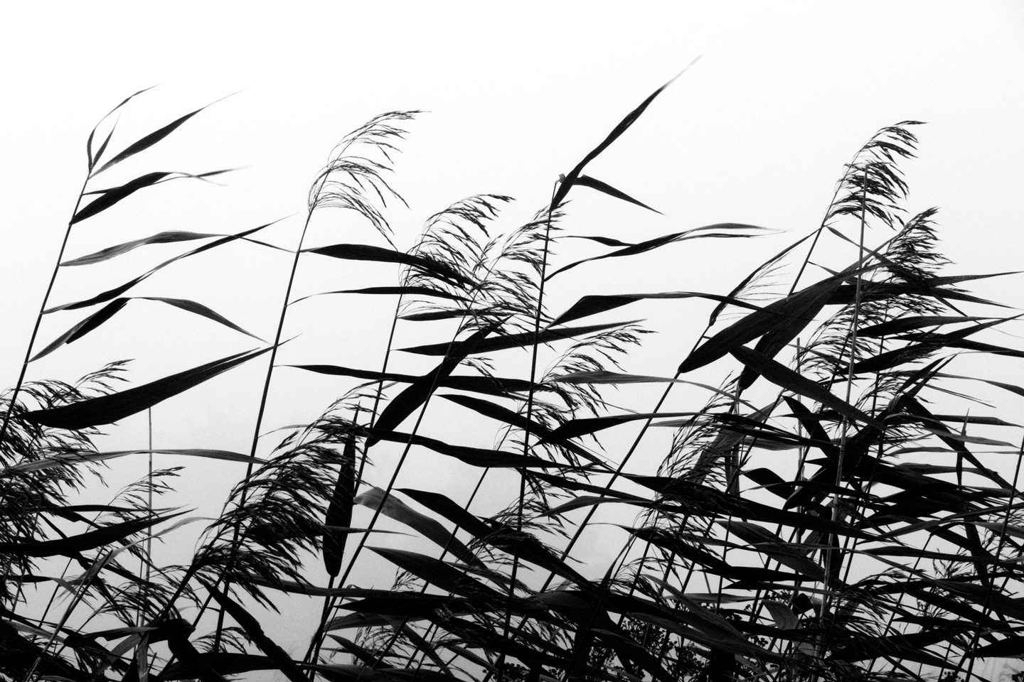 Windy   Weed   Black   White   Af   Kirsten   Stigsgaard