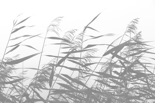 Windy   Weed   White   Af   Kirsten   Stigsgaard