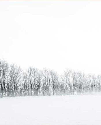 Winter   Trees   Af   Rasmus   Gundorff   Sæderup