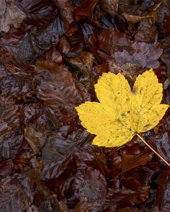 Yellow   Autumn   Leaf   Af   Rasmus   Gundorff   Sæderup