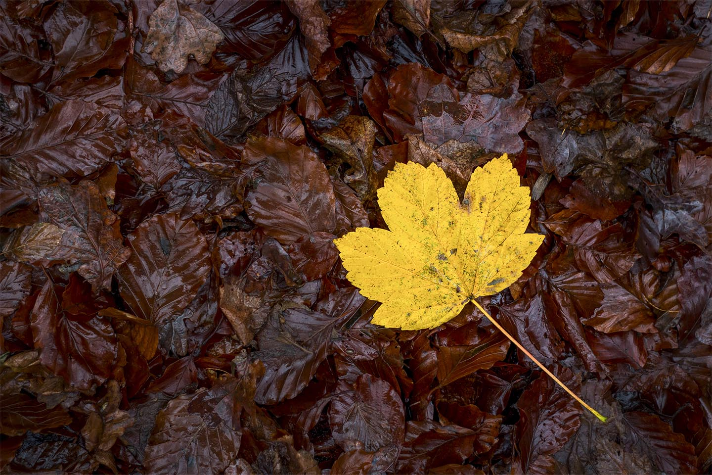 Yellow   Autumn   Leaf   Af   Rasmus   Gundorff   Sæderup