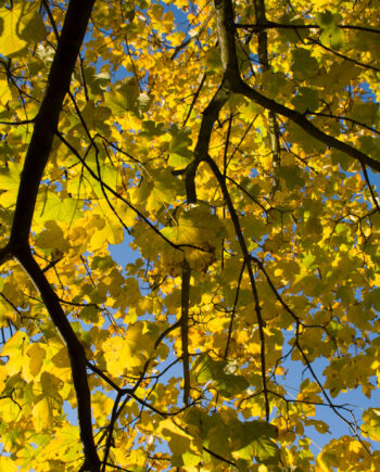 Yellow   Maple   Af   Kirsten   Stigsgaard