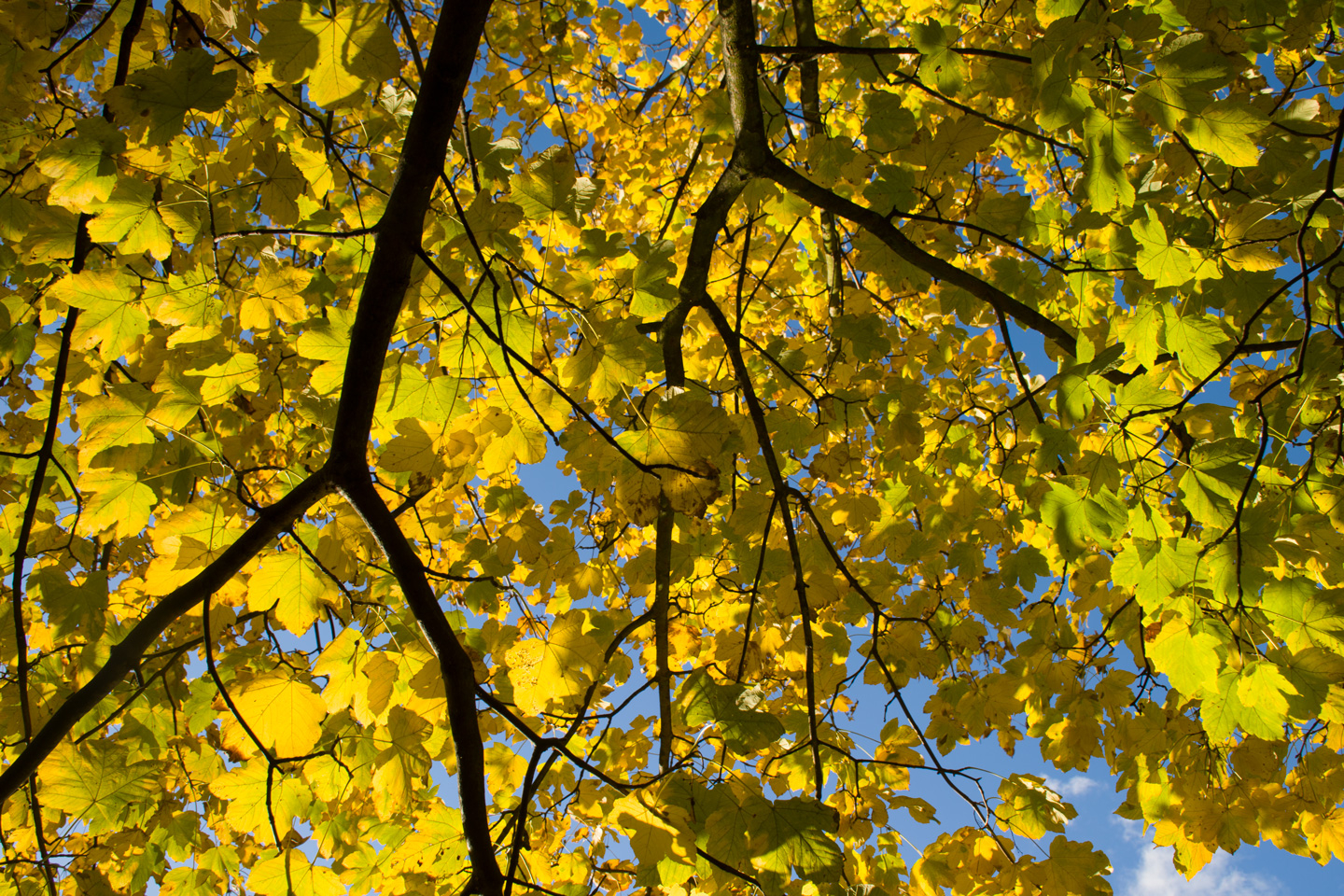 Yellow   Maple   Af   Kirsten   Stigsgaard
