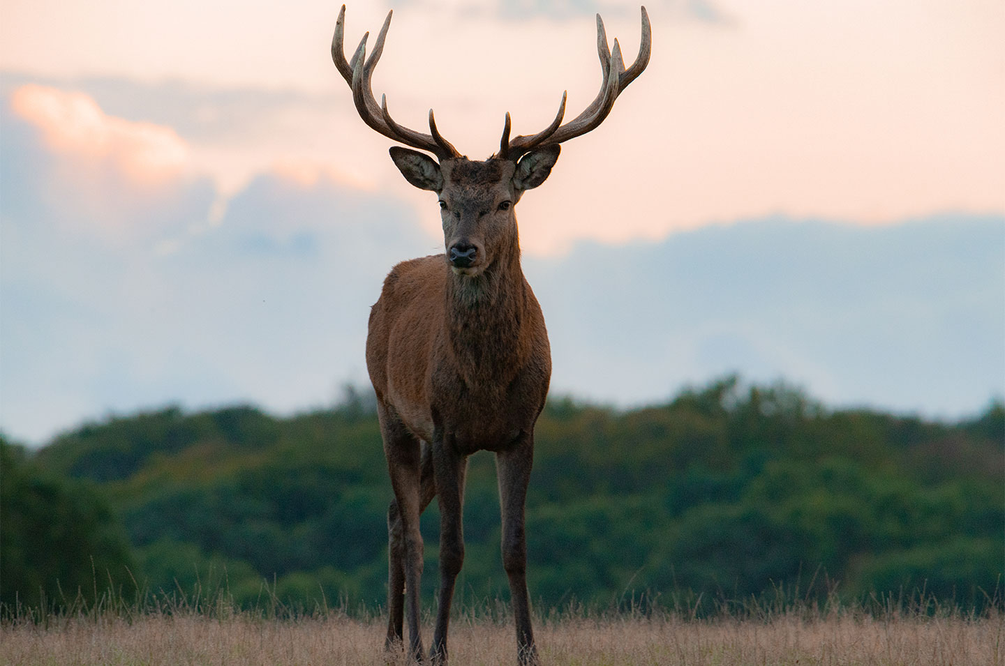 Young   Red   Deer   Stag   Af   Daniel   Faisst