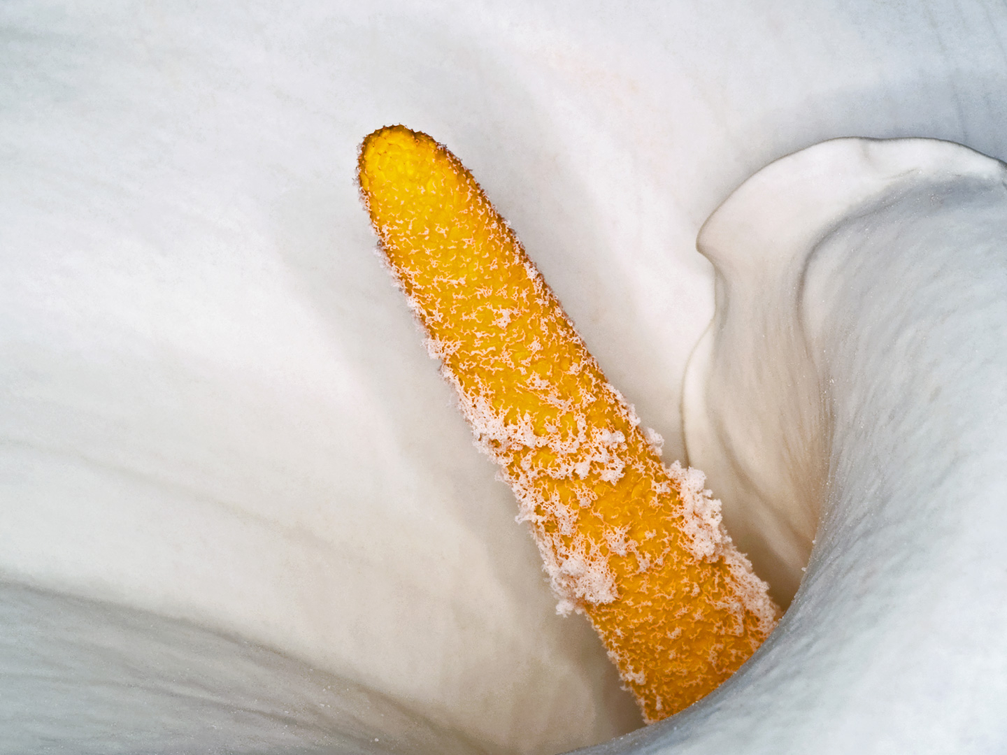 Zantedeschia   Aethiopica   Af   Pauline   Snoeijs