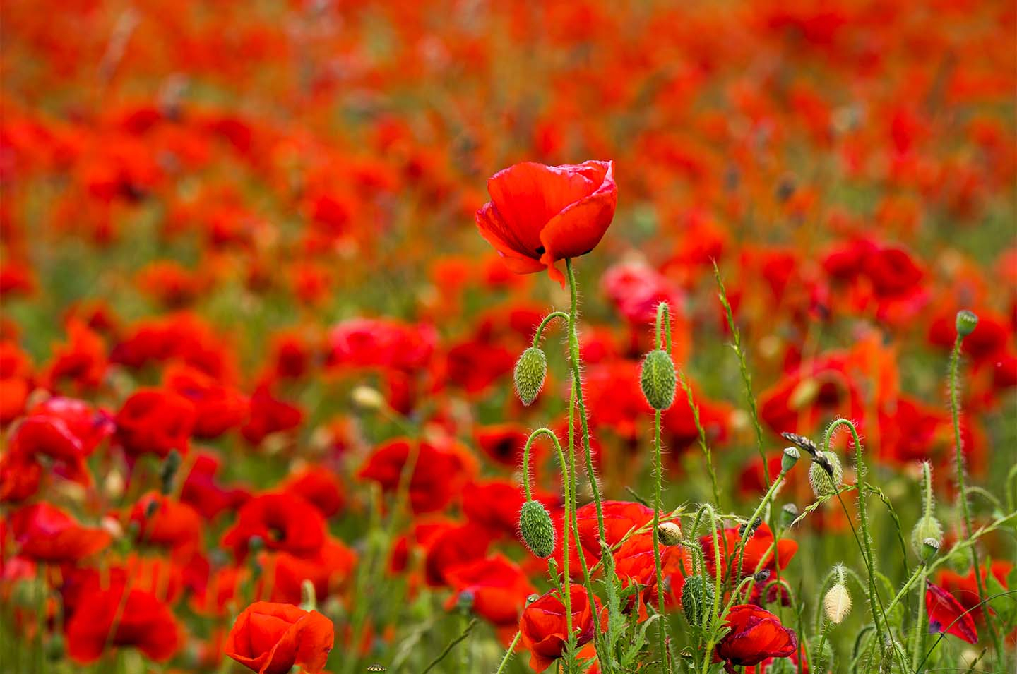 Flower   Power   Af   Klint   Fotografi